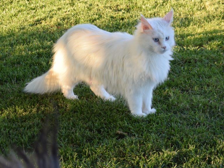 Moonwalk overdose of love- chatte maine coon - blanche aux yeux bleus-chatterie-moonwalk