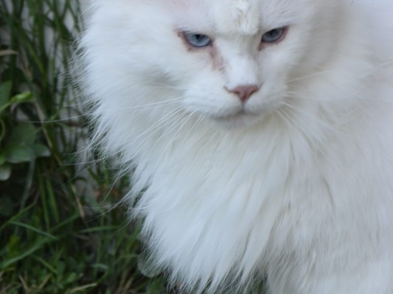 Moonwalk overdose of love- chatte maine coon - blanche aux yeux bleus-chatterie-moonwalk