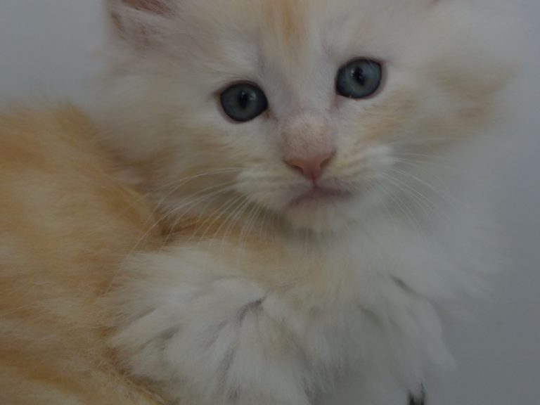 Red Bubbles-chatterie-moonwalk