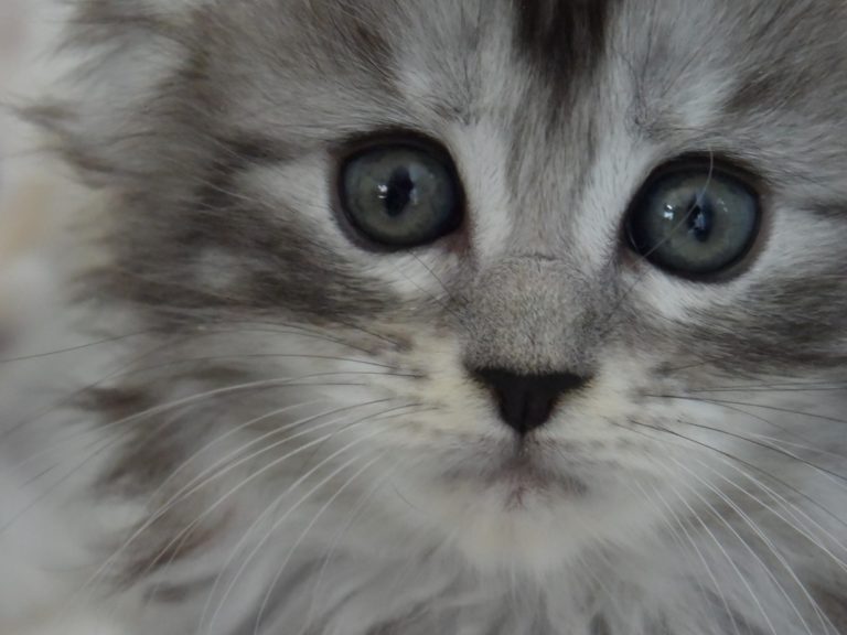 Rêve éveillé-chatterie-moonwalk