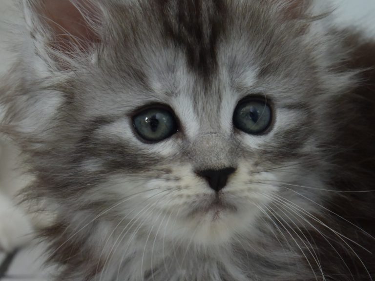 Rêve éveillé-chatterie-moonwalk