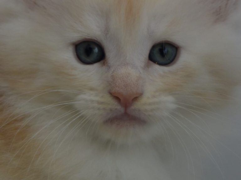 Red Bubbles-chatterie-moonwalk