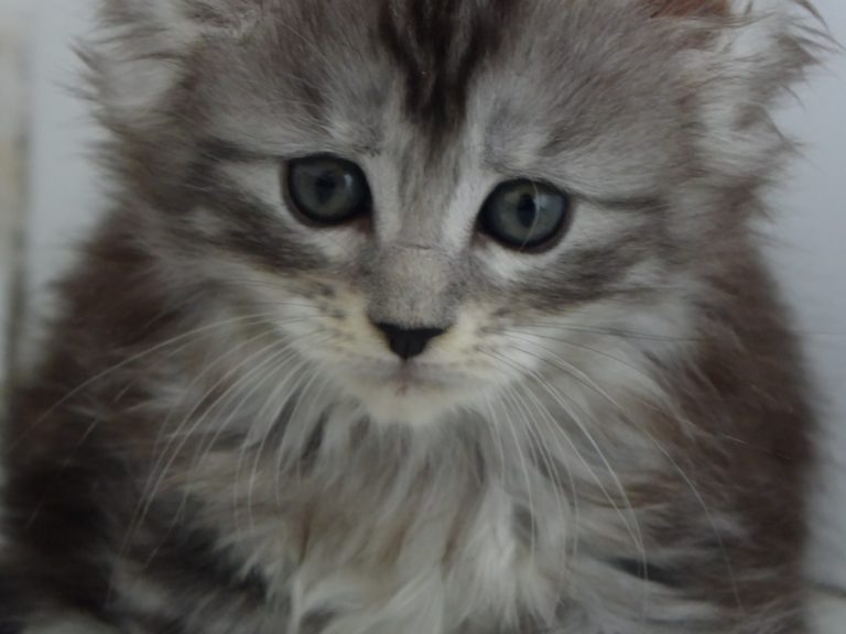 Rêve éveillé-chatterie-moonwalk