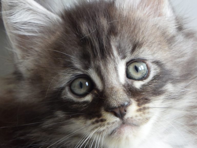 Romeo-chatterie-moonwalk