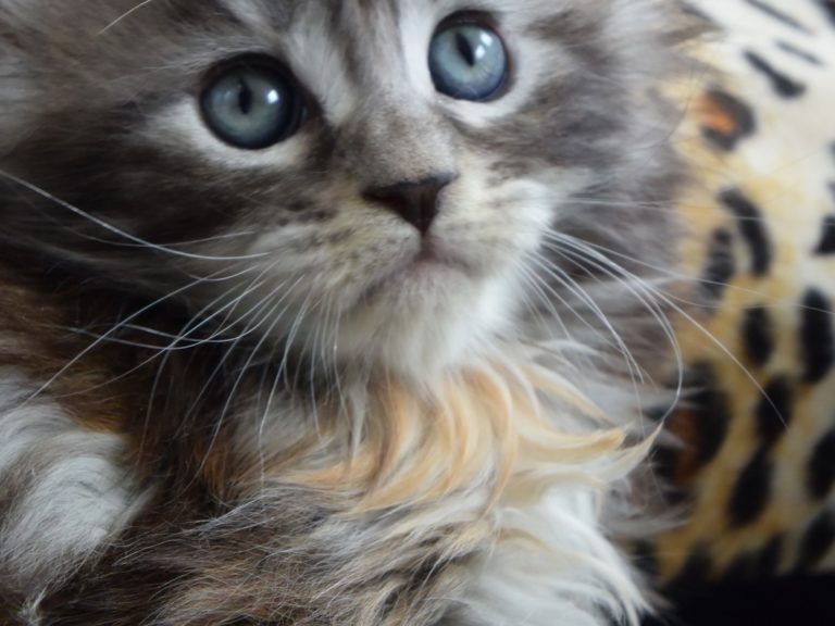 raku-chatterie-moonwalk