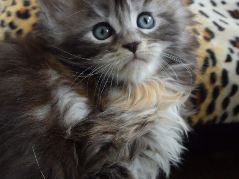 raku-chatterie-moonwalk