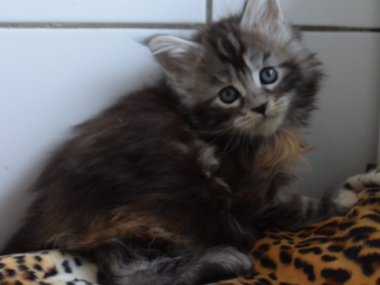 raku-chatterie-moonwalk