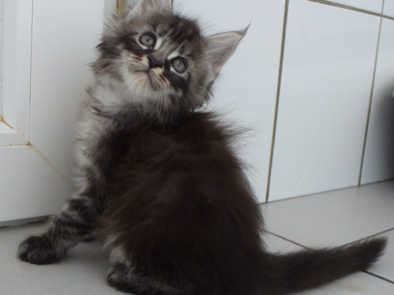 Romeo-chatterie-moonwalk