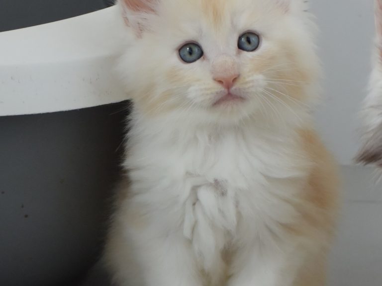 Red Bubbles-chatterie-moonwalk