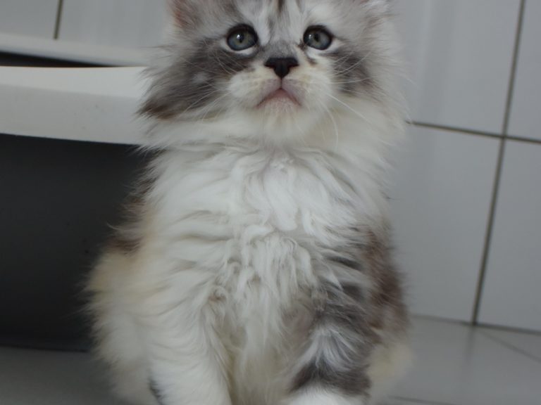 Rubicube-chatterie-moonwalk