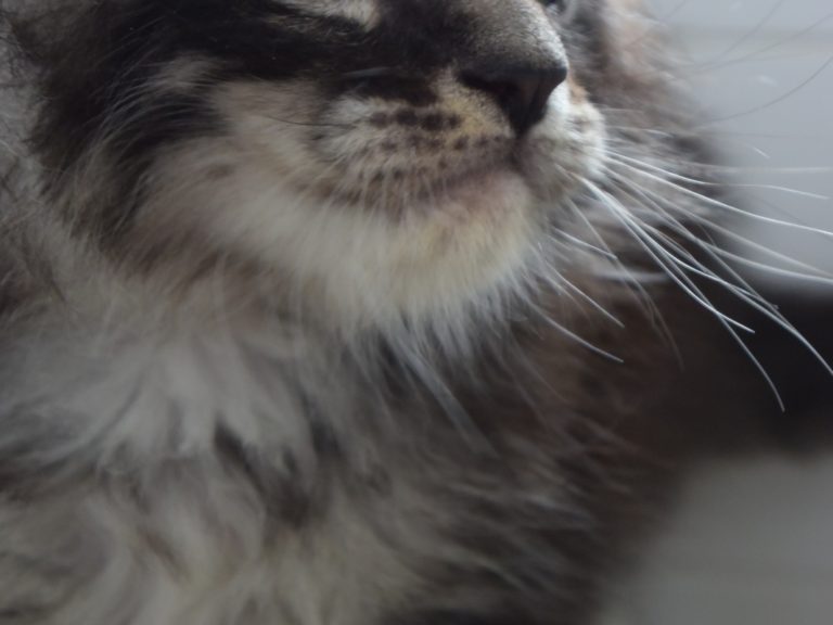 Romeo-chatterie-moonwalk