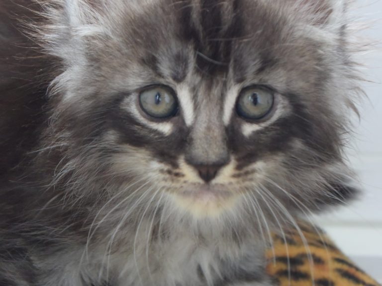 Romeo-chatterie-moonwalk