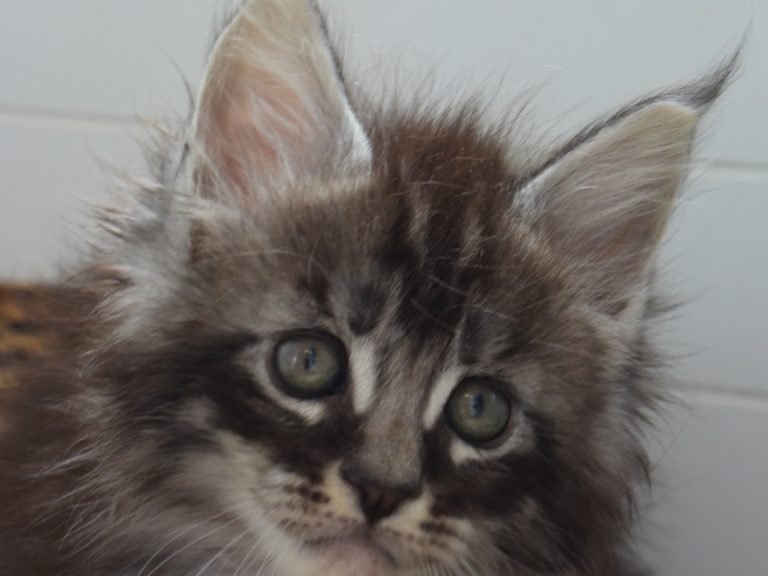 Romeo-chatterie-moonwalk