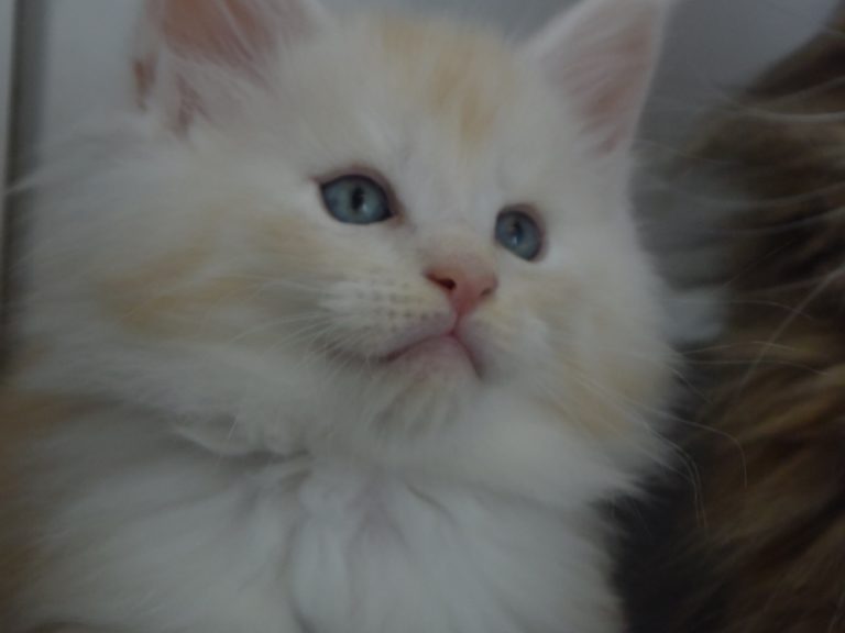 Red Bubbles-chatterie-moonwalk