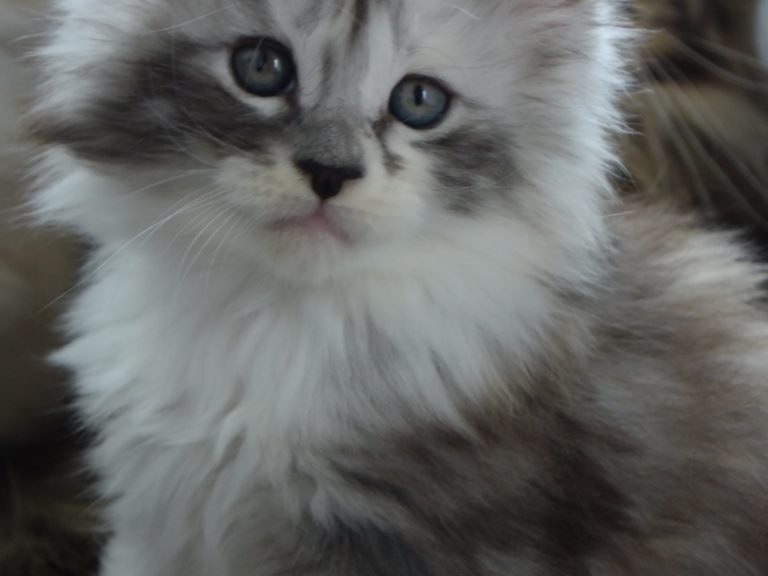 Rubicube-chatterie-moonwalk