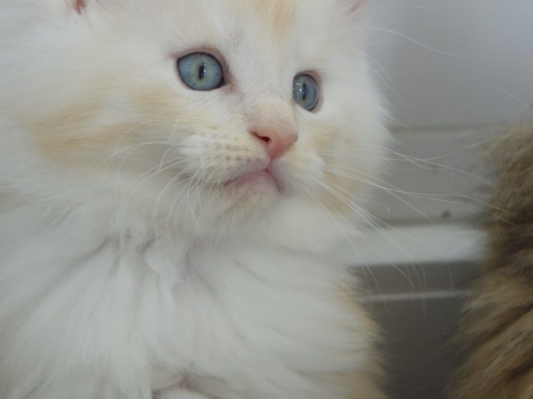 Red Bubbles-chatterie-moonwalk