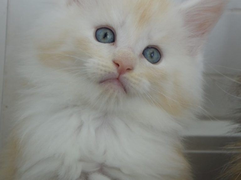 Red Bubbles-chatterie-moonwalk