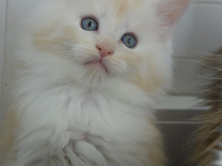 Moonwalk Red Bubbles, mâle maine coon red silver mackerel tabby-chatteriemoonwalk