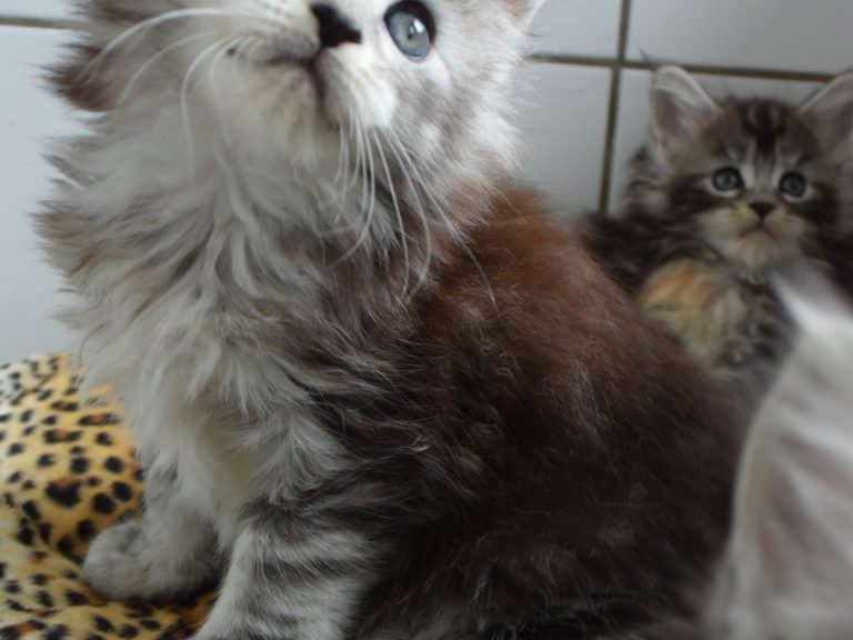 Rêve éveillé-chatterie-moonwalk