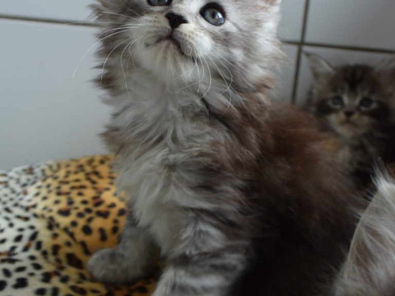 Rêve éveillé-chatterie-moonwalk