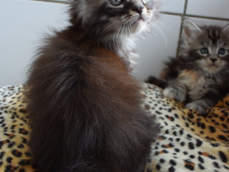 Romeo-chatterie-moonwalk