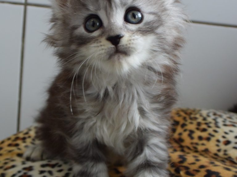 Rêve éveillé-chatterie-moonwalk