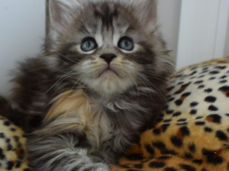 raku-chatterie-moonwalk