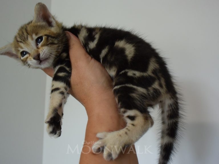 real star light-chatterie-moonwalk