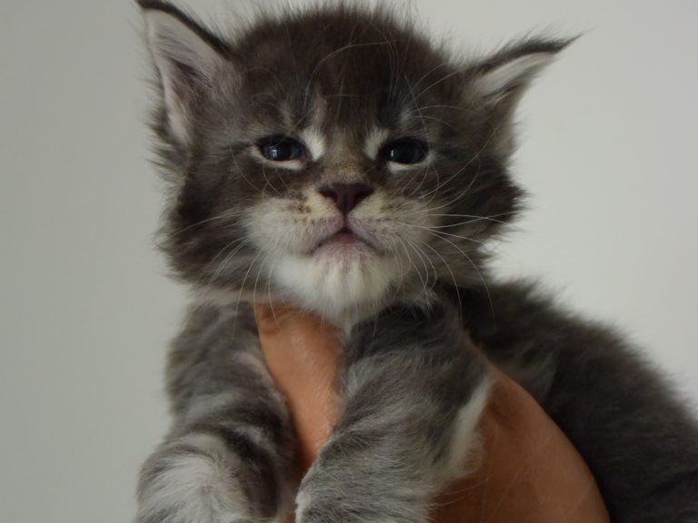 Radja-chatterie-moonwalk