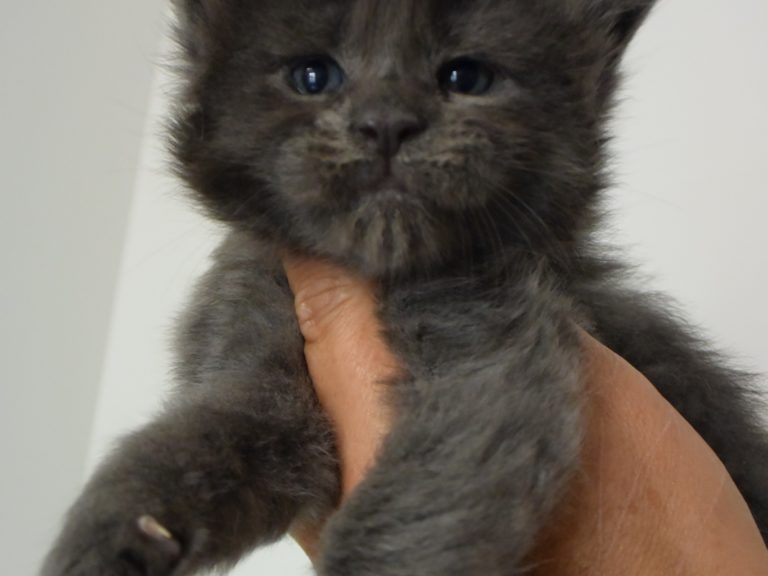 Ravenala-chatterie-moonwalk