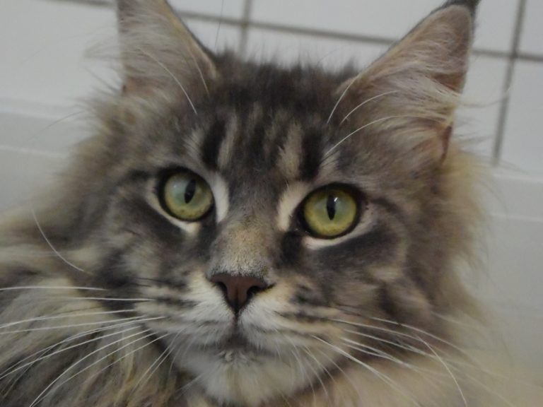 Moonwalk-Odieuse-chatteriemoonwalk