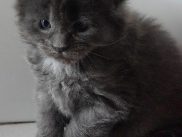 Ravenala-chatterie-moonwalk