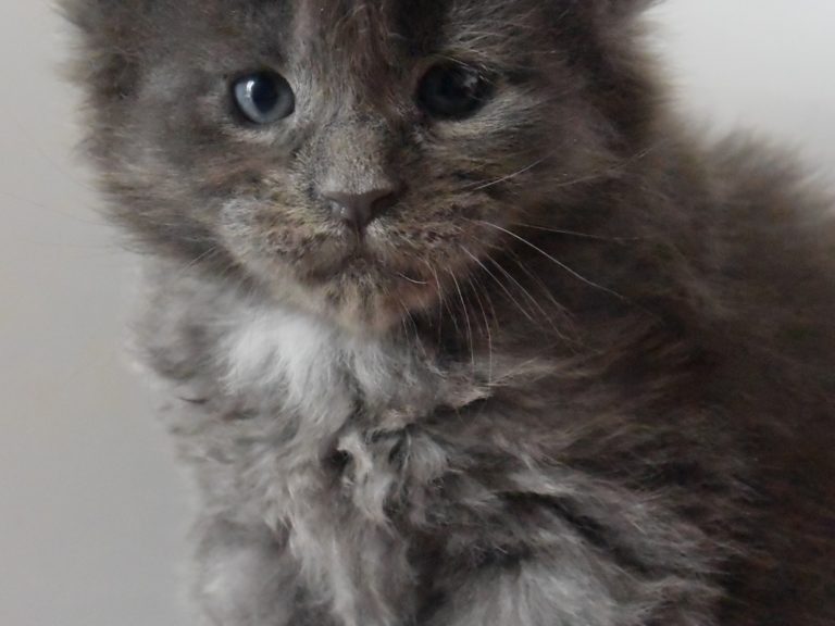 Ravenala-chatterie-moonwalk