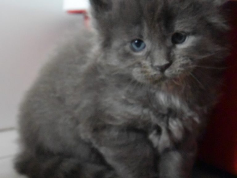 Ravenala-chatterie-moonwalk