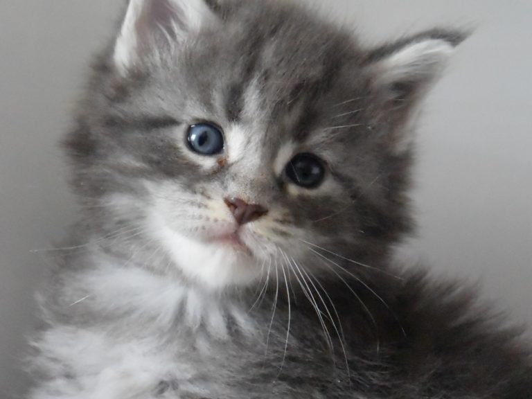 R.Mione-chatterie-moonwalk