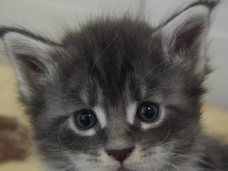 Radja-chatterie-moonwalk