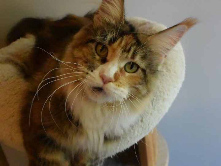 Moonwalk Néverland-femelle maine coon-Brown blotched tabby et blanc- chatterie moonwalkchatterieMoonwalk