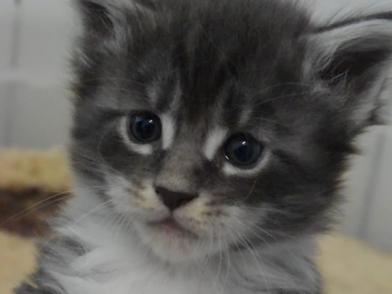 Radja-chatterie-moonwalk