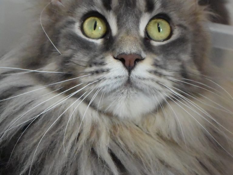 Odieuse,femelle maine coon bleu silver blotched