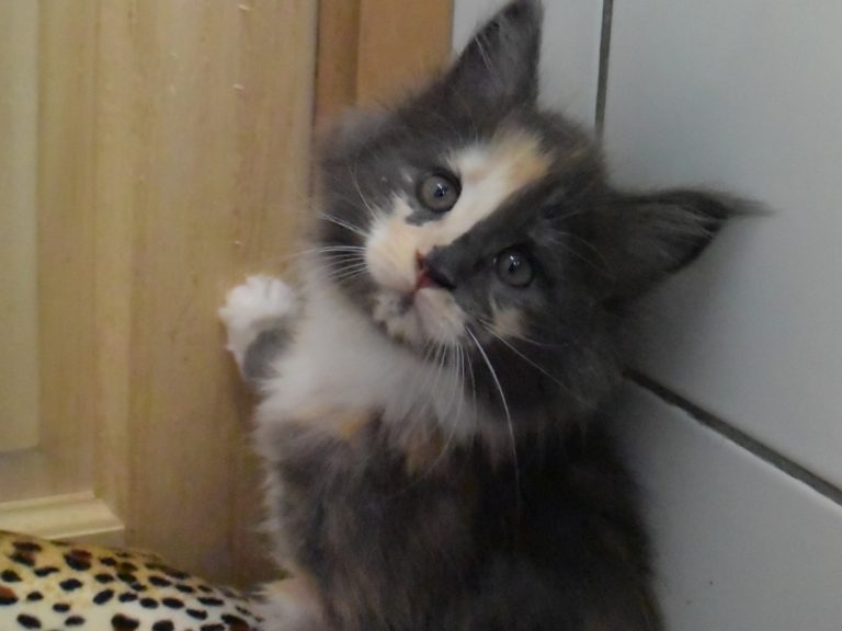 Rosalie chaton maine coon, Bleu tortie smoke et blancred blotched tabby-chatteriemoonwalk