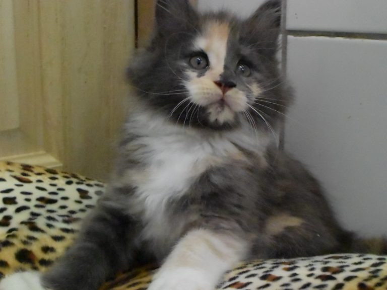 Rosalie chaton maine coon, Bleu tortie smoke et blancred blotched tabby-chatteriemoonwalk