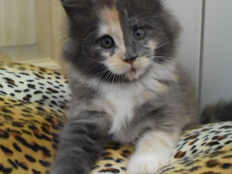 Rosalie chaton maine coon, Bleu tortie smoke et blancred blotched tabby-chatteriemoonwalk