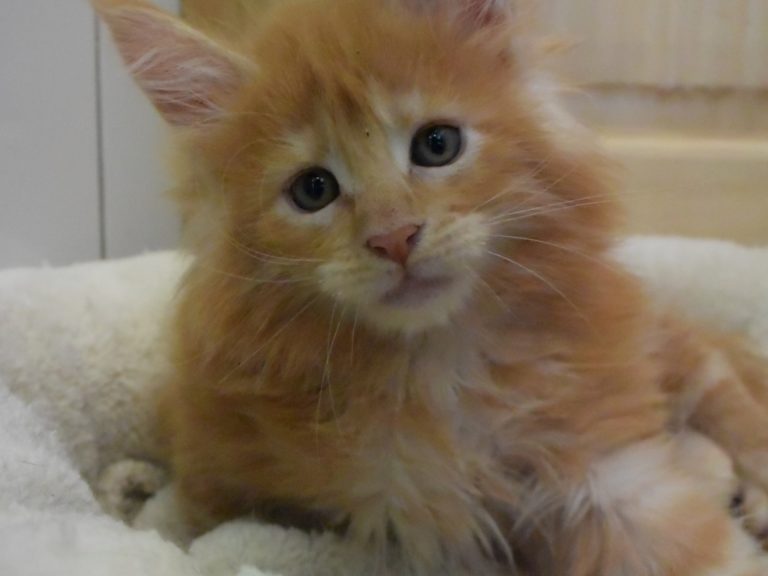 Rouki-chatterie-moonwalk