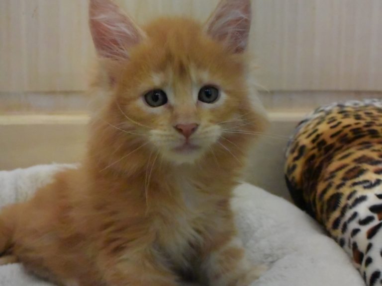 Rouki-chatterie-moonwalk