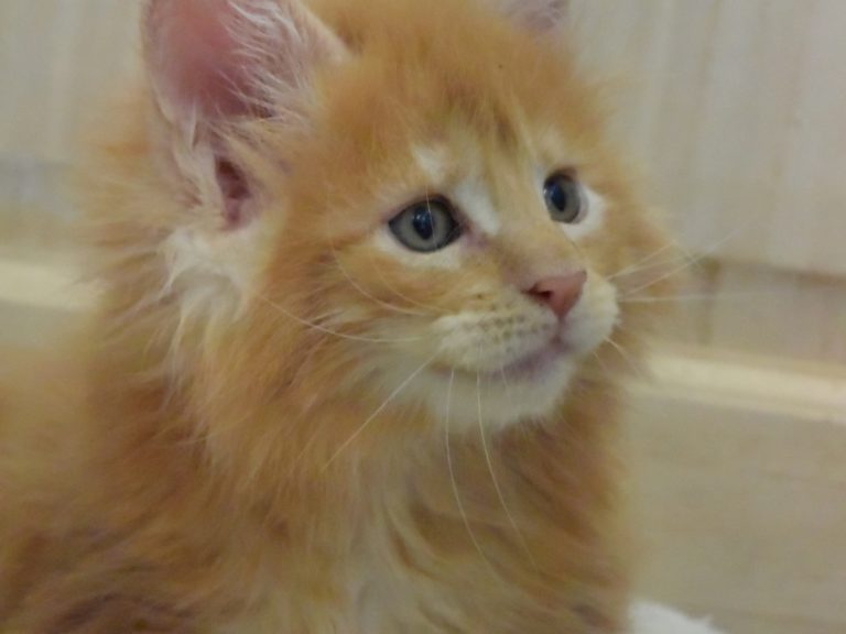 Rouki-chatterie-moonwalk