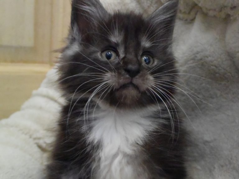 Rams-chatterie-moonwalk