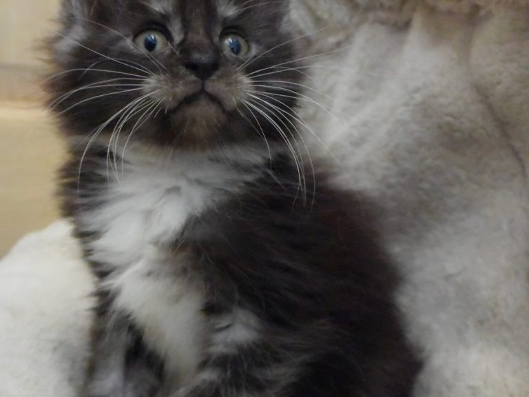 Rams-chatterie-moonwalk