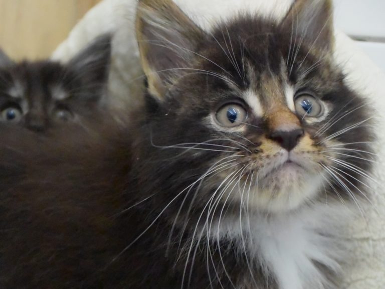 Rahan - chatterie moonwalk