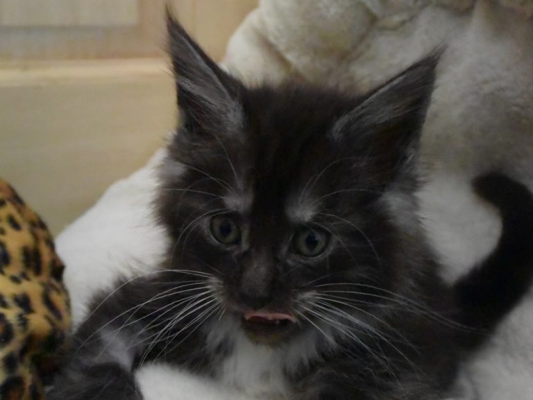 Rams-chatterie-moonwalk