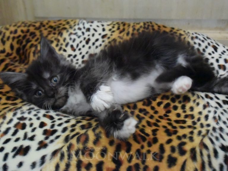 Rams-chatterie-moonwalk